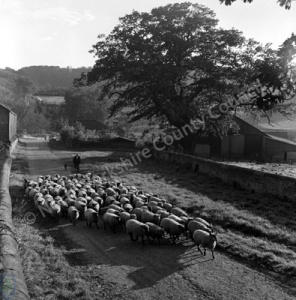 Sheep, Harewood Estate